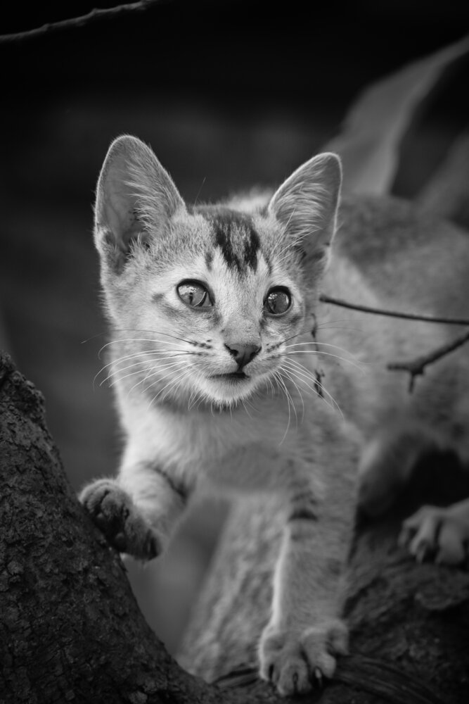 Photograph by Subhom Biswas