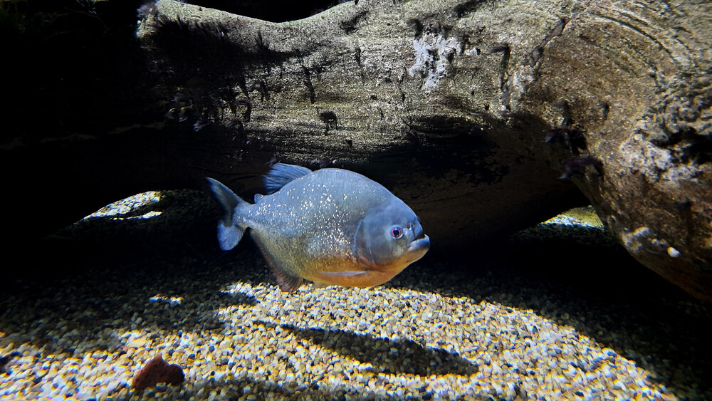 Photograph by Эдуард Шадров