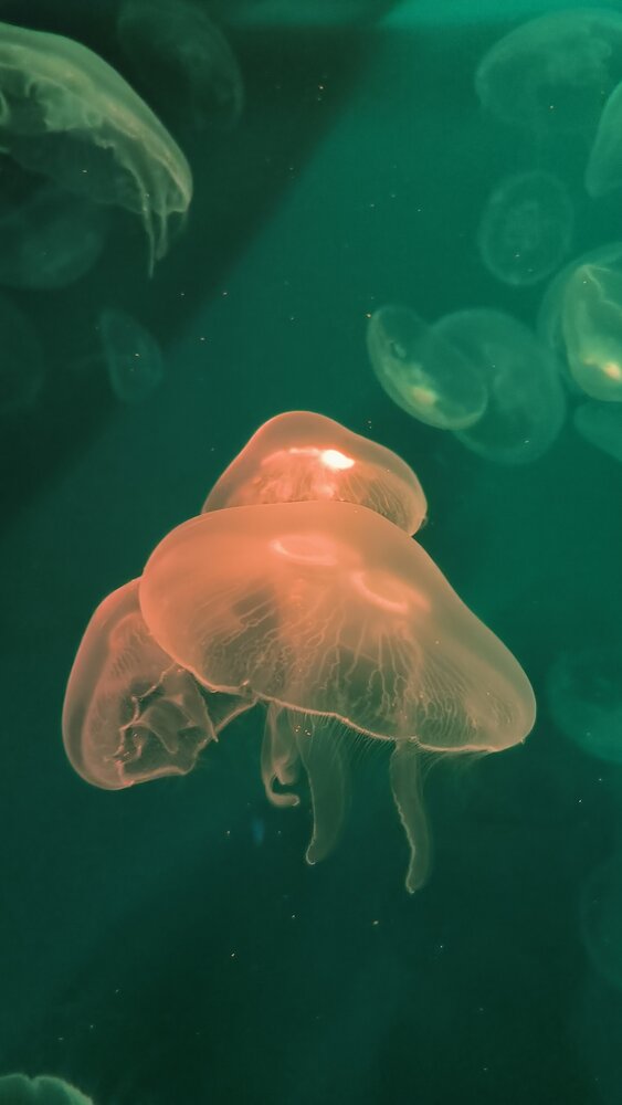 Photograph by Юлия Бурминская