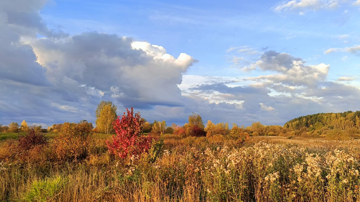 Photo #13783056