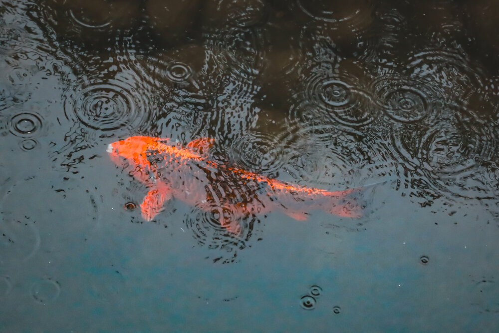 Photograph by Евгения Борзова