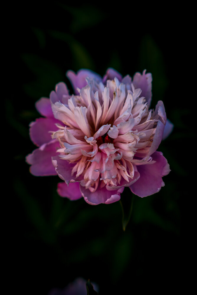 Photograph by Sergey Boiko