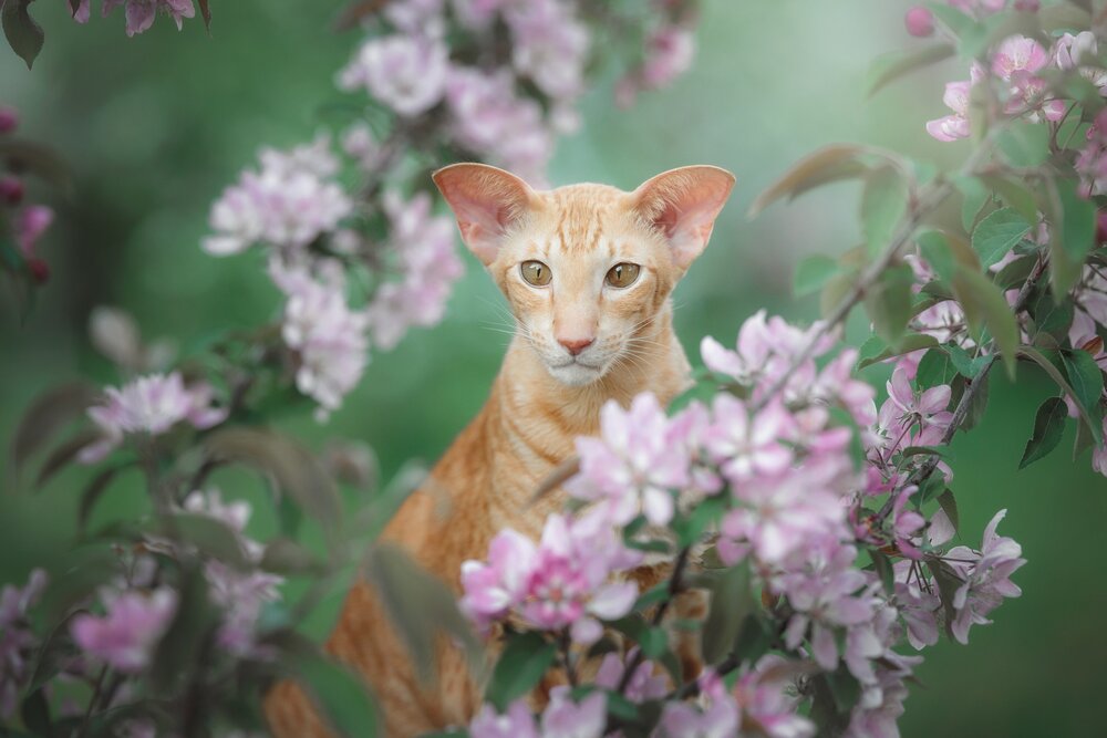 Photograph by Зубкова Юлия