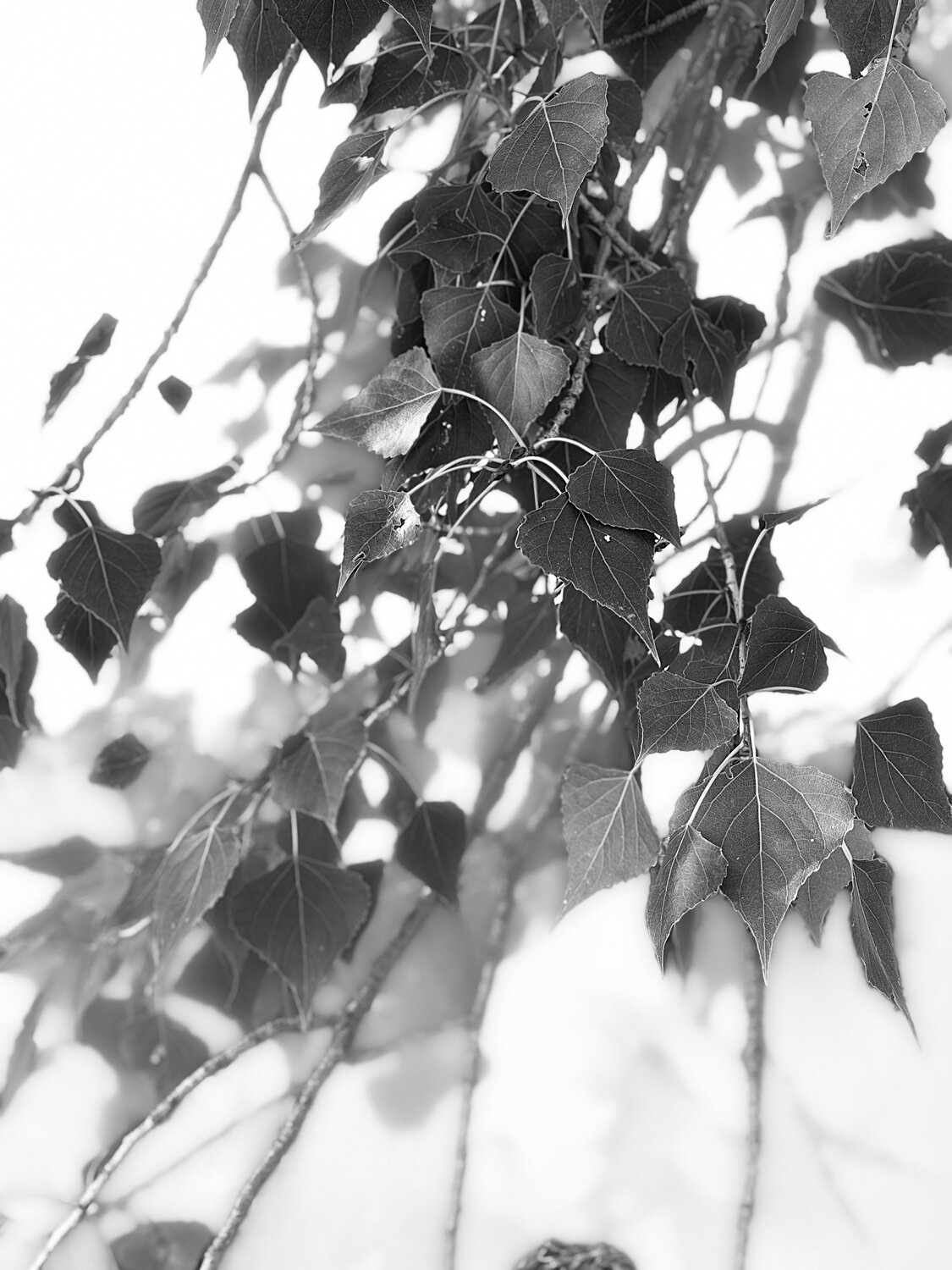 Photo #13783627