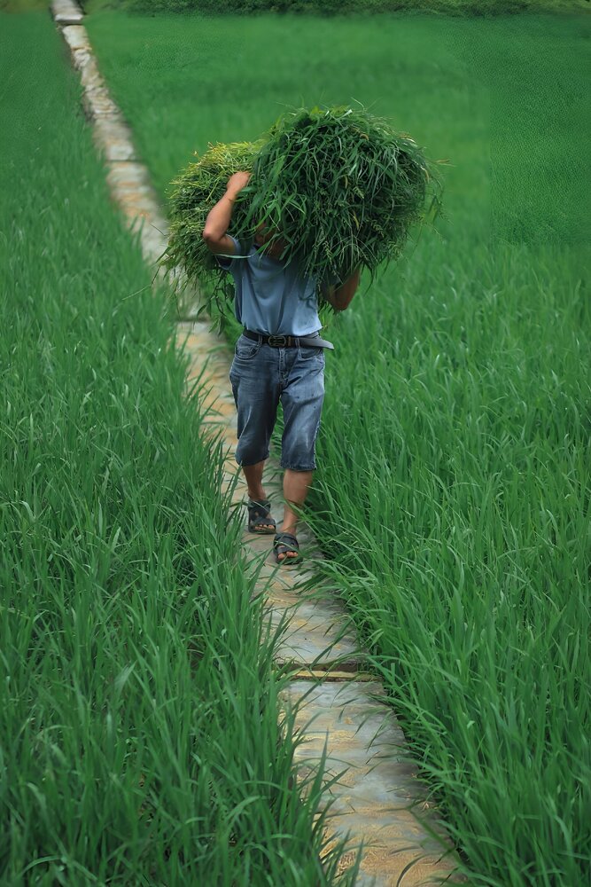 The Green Path
