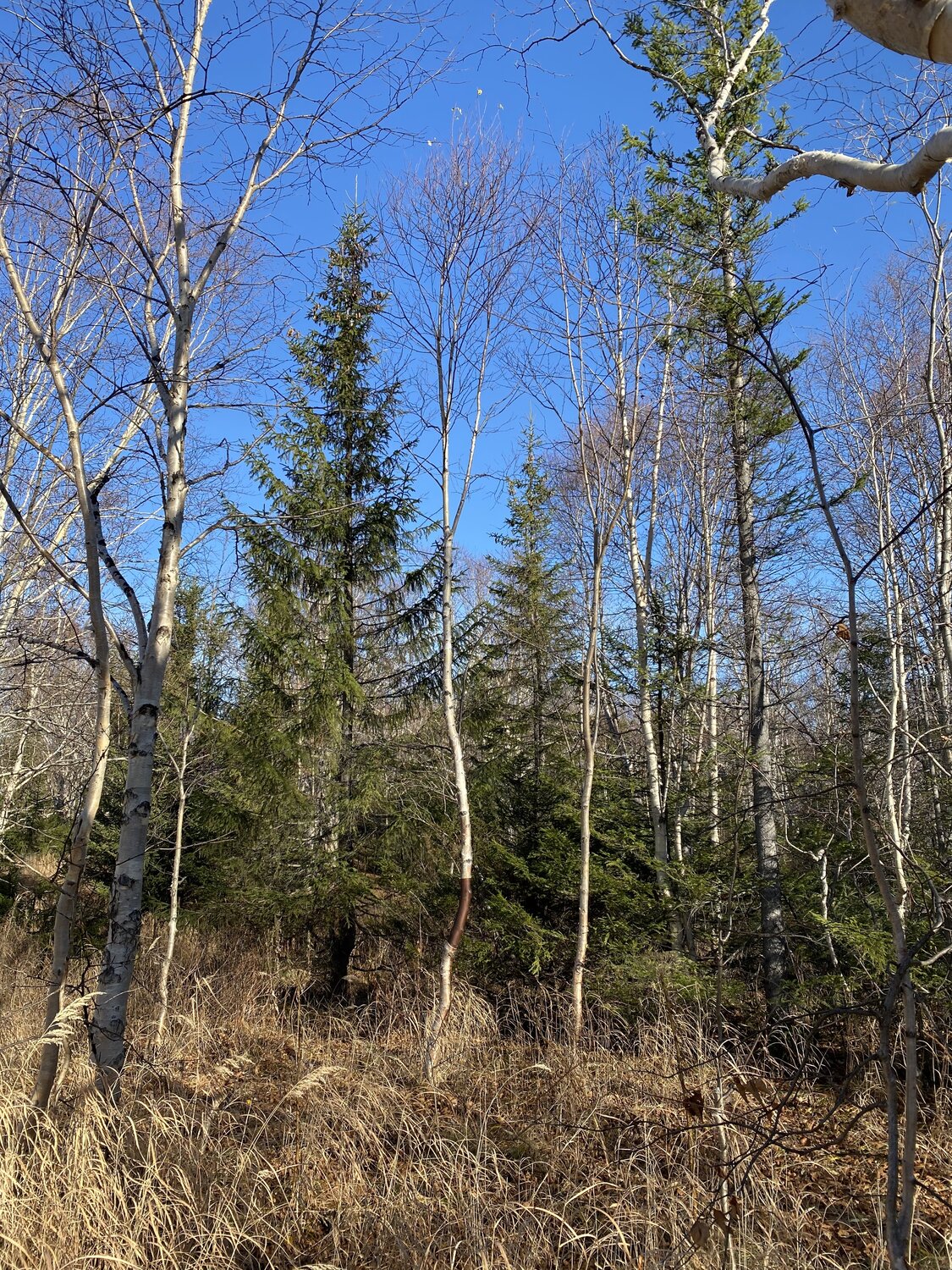 Photo #13784106