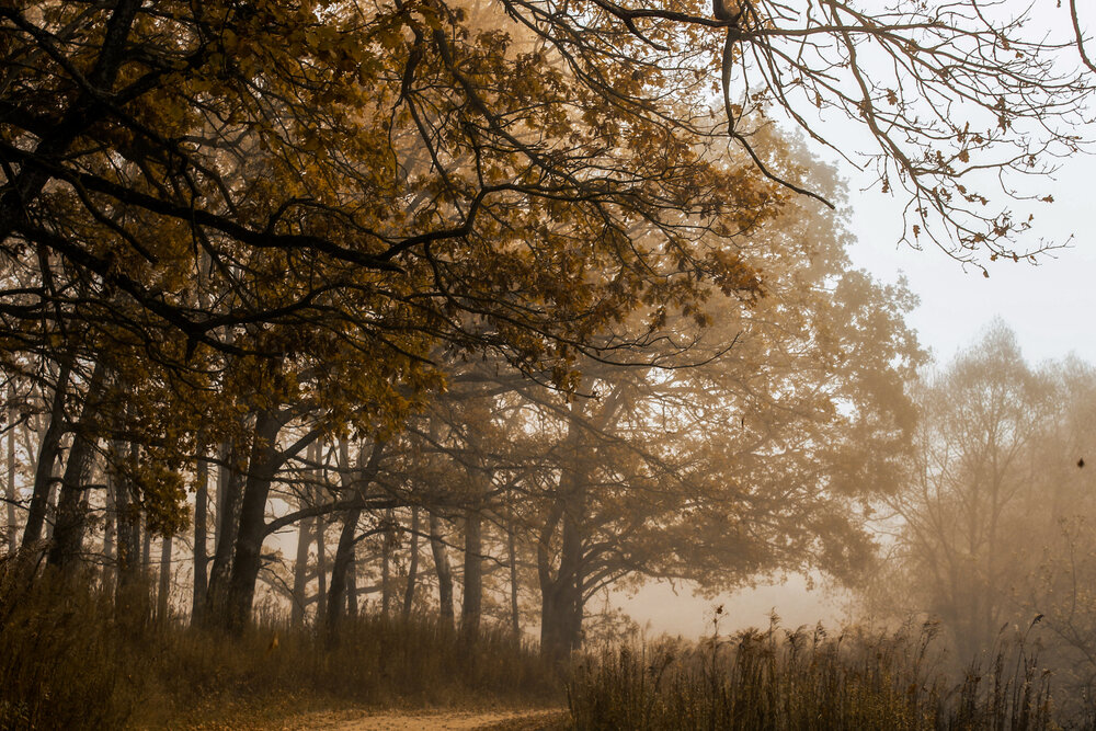 Photograph by Евгения Флиорчук