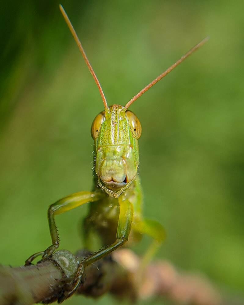 The king of grassland
