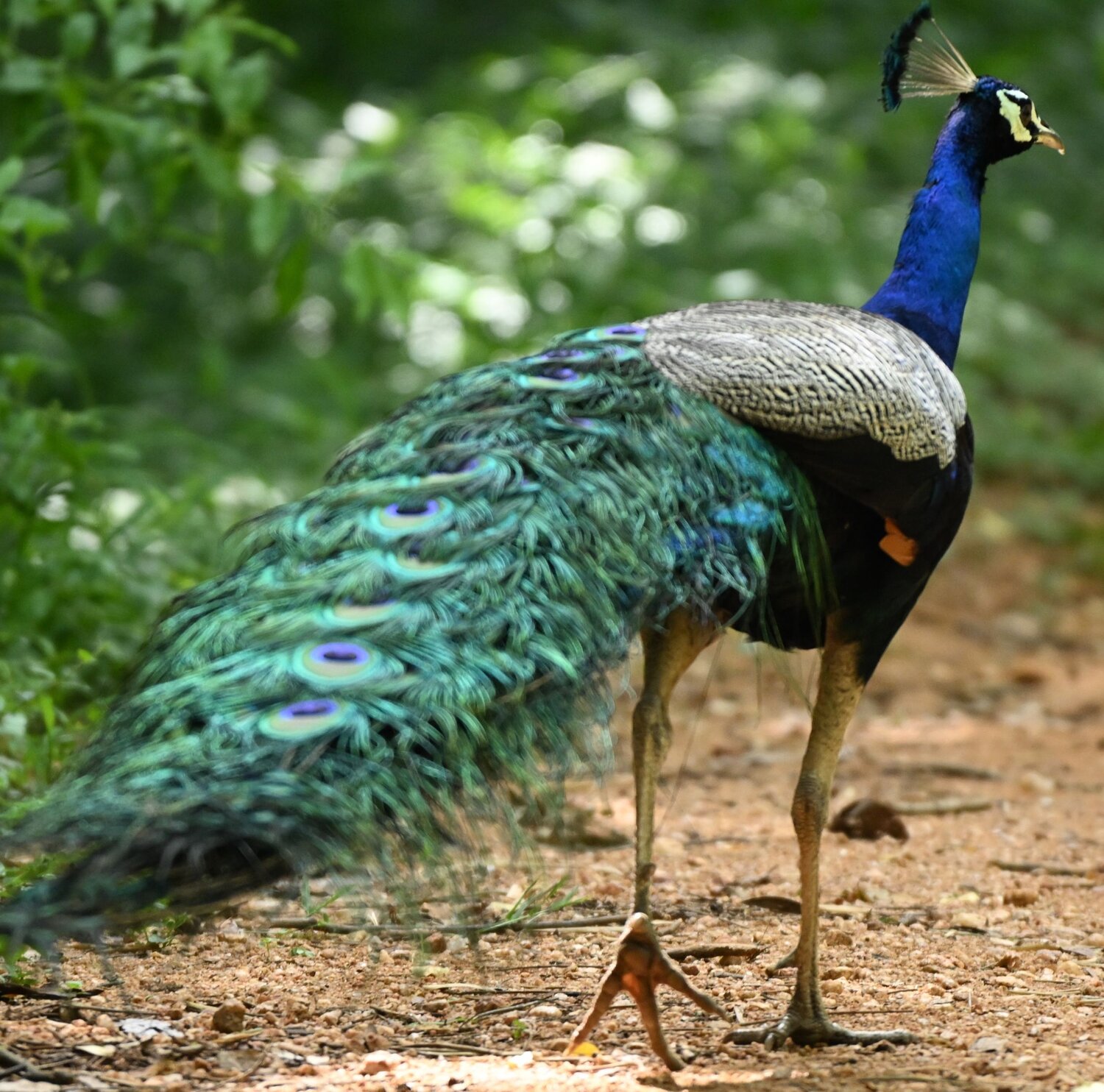 Indian peafowl( peacock)