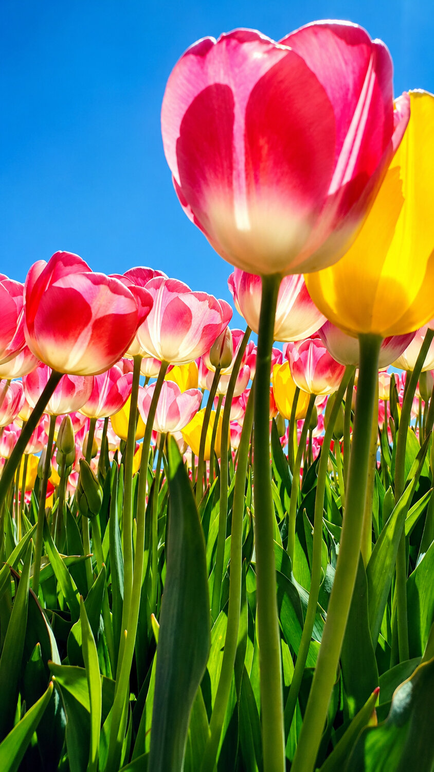 Tulipanes