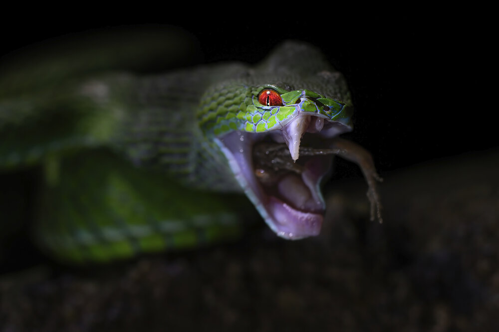 NICE TEETH
