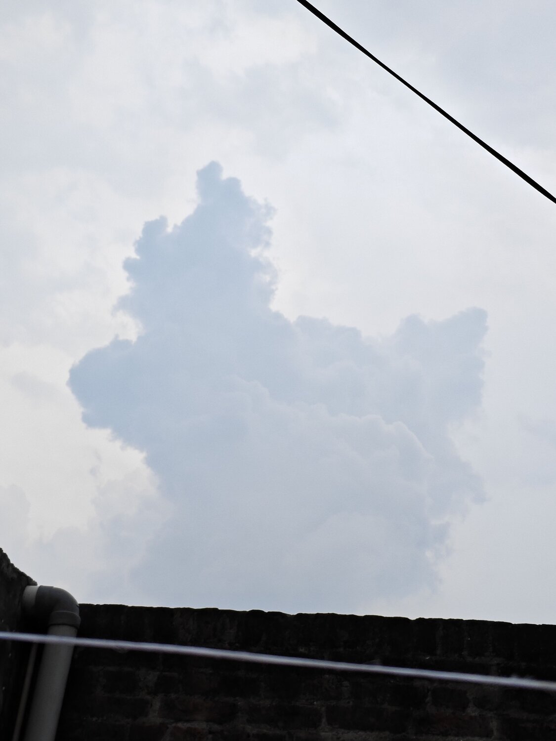 Bird of cloud