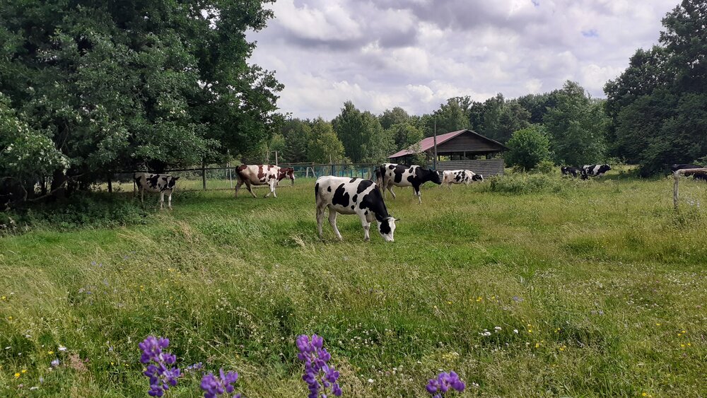 Фотография автора Елена Лещева