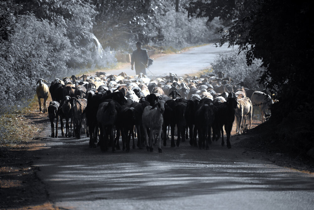 Photograph by Malatesh Garadimani