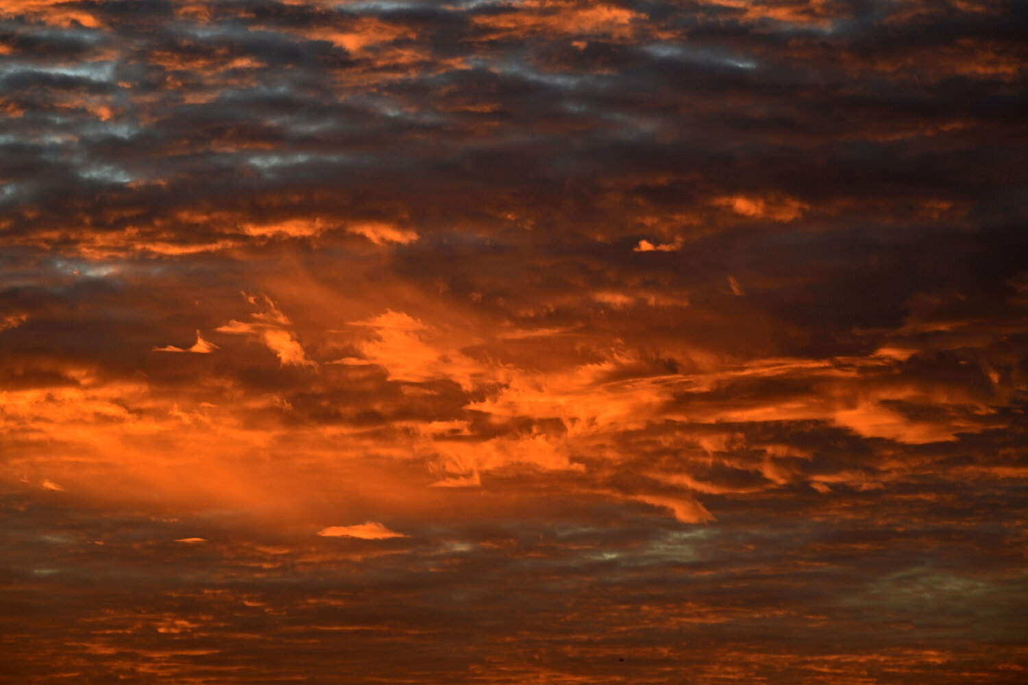 Photo #13785002