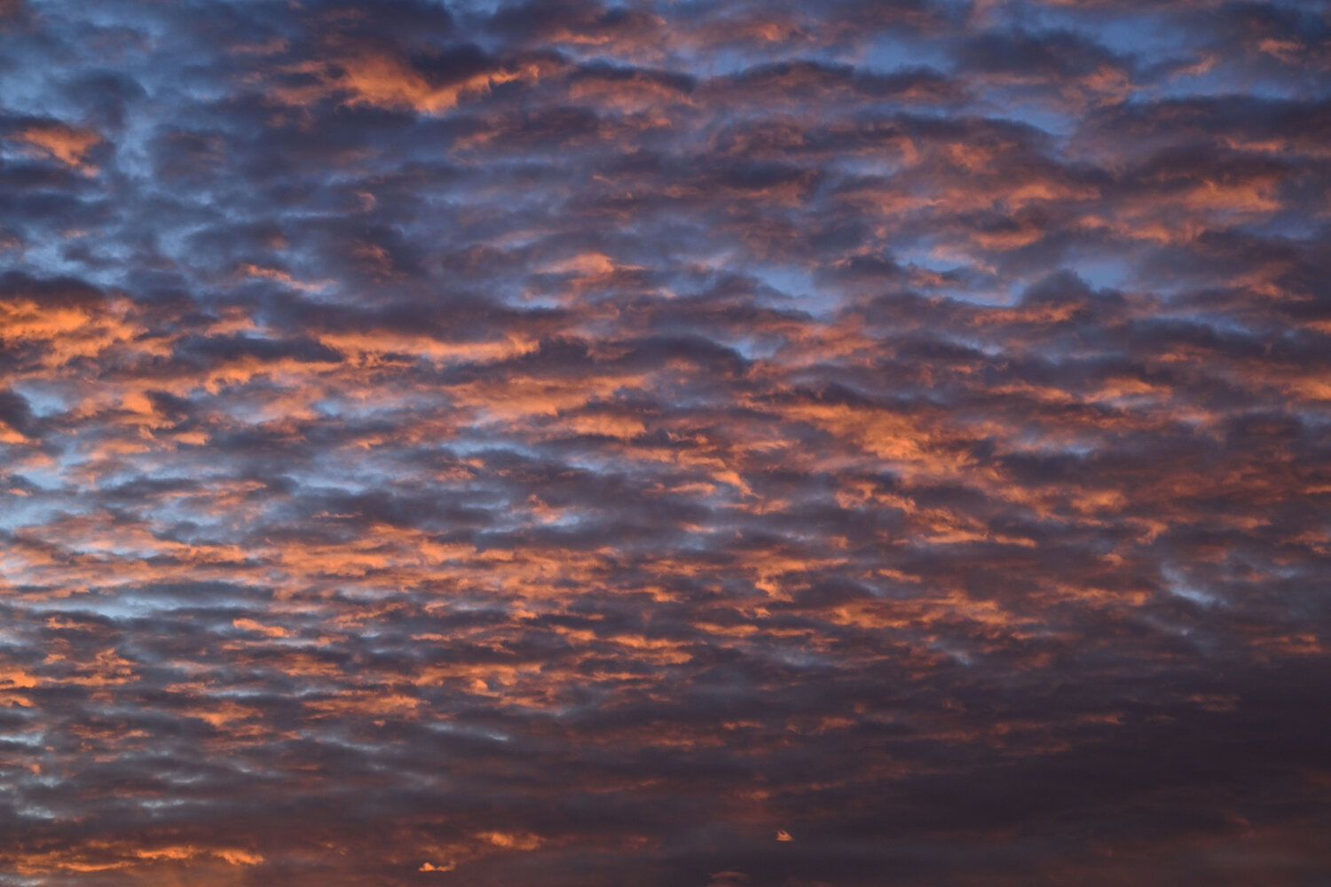 Photo #13785005