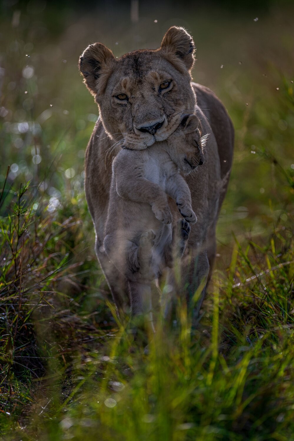 mama on the move
