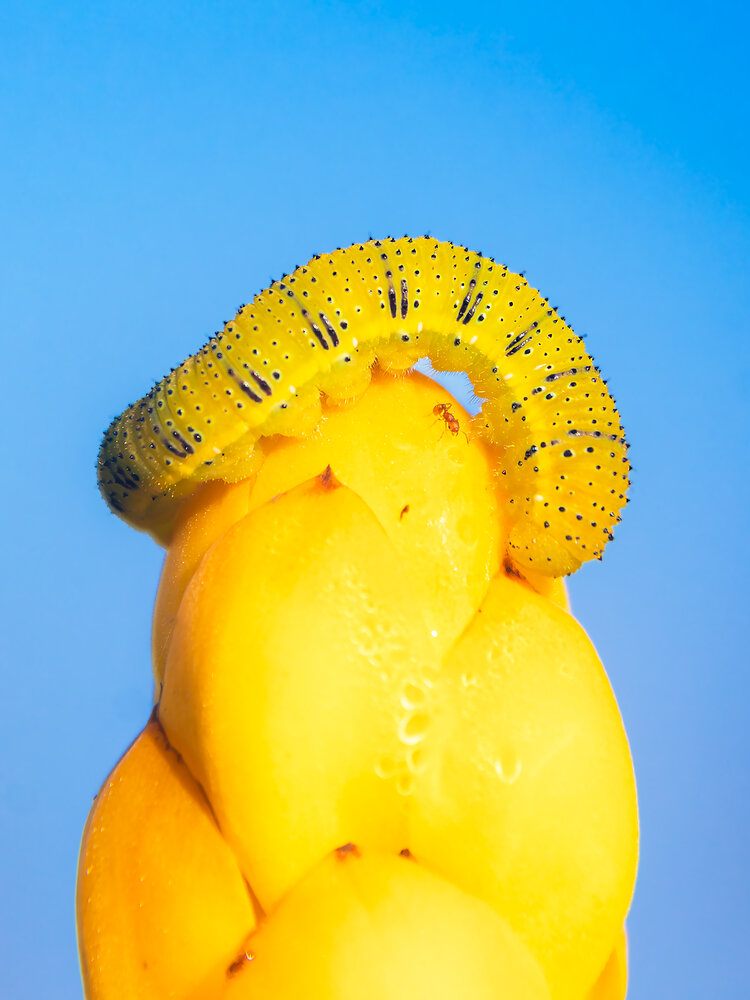Photograph by Yainyt Alcazar Delgado