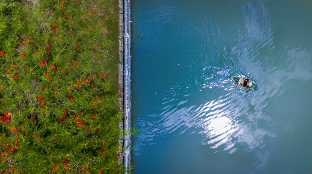 Flamboyant Blossoms Along a Vietnamese River