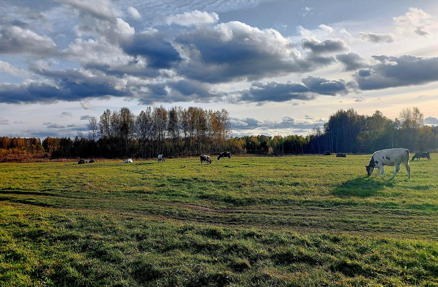 Photo #13785948