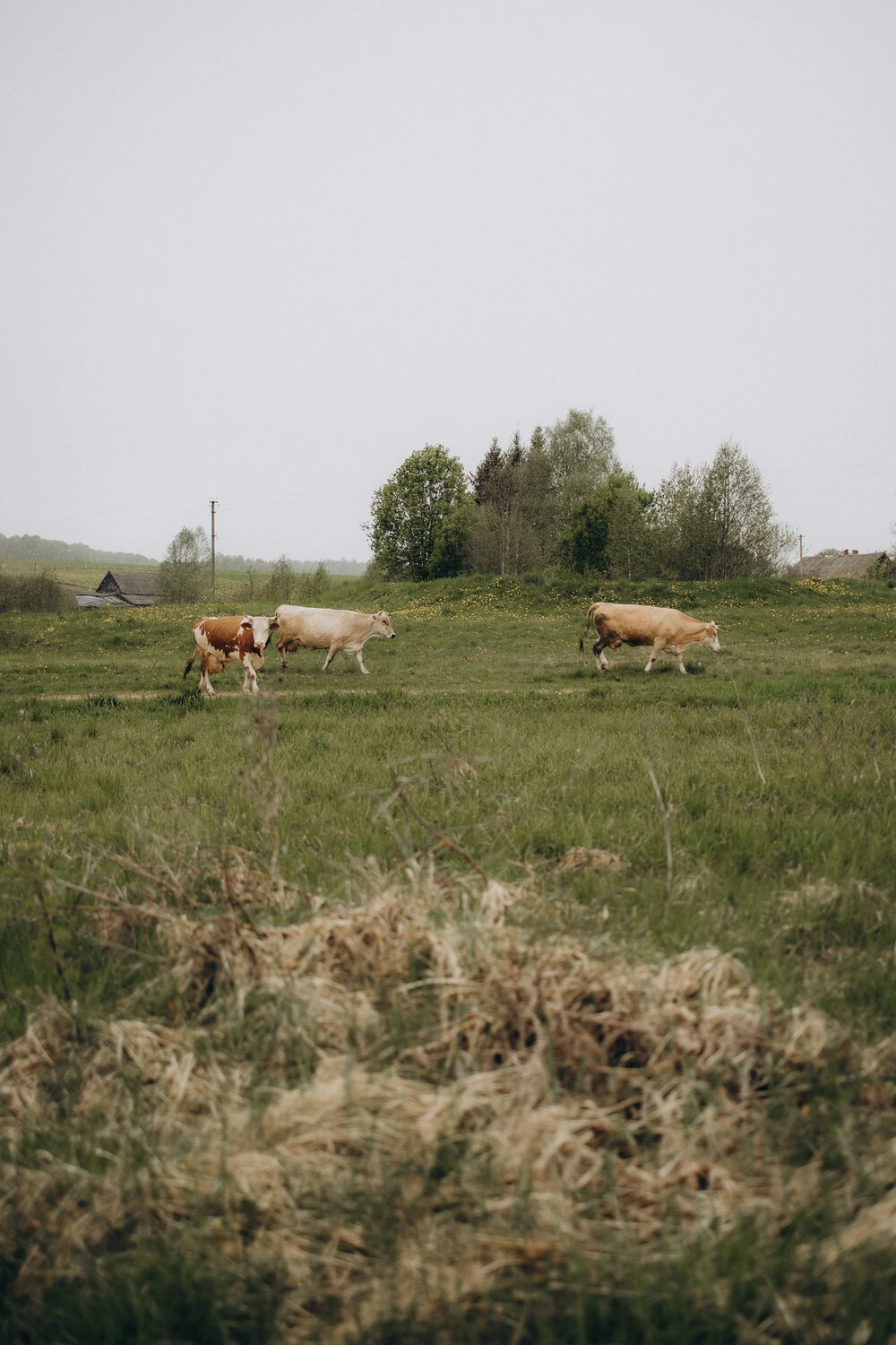 Photo #13786117