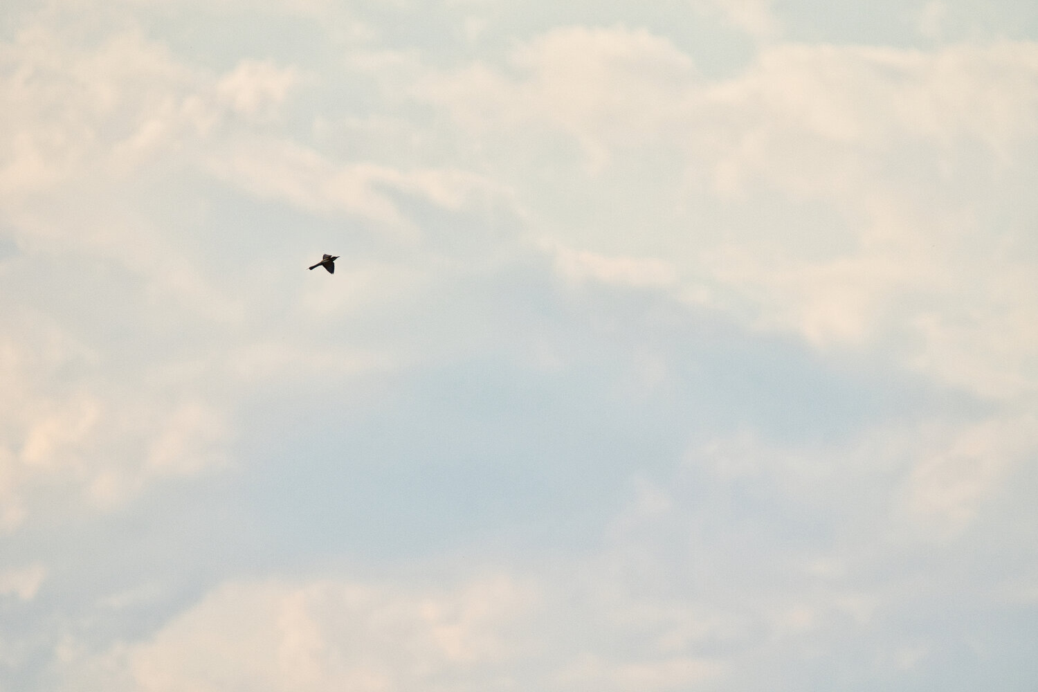 Photo #13786522