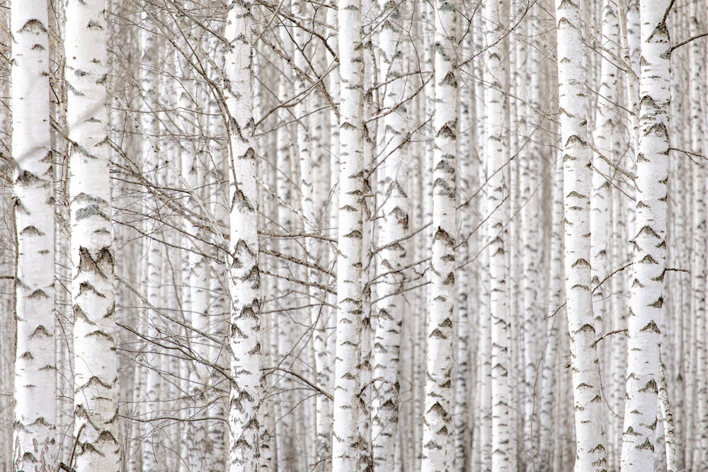 Photograph by Дмитрий Новиков