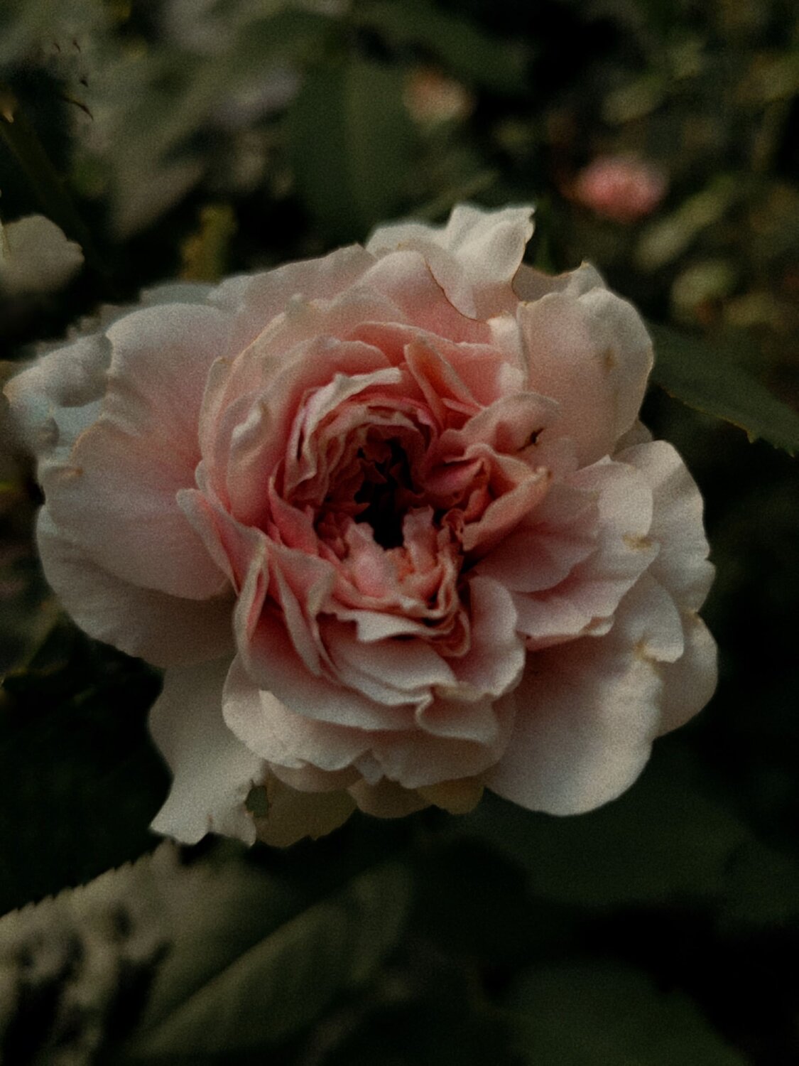 Photo #13786868