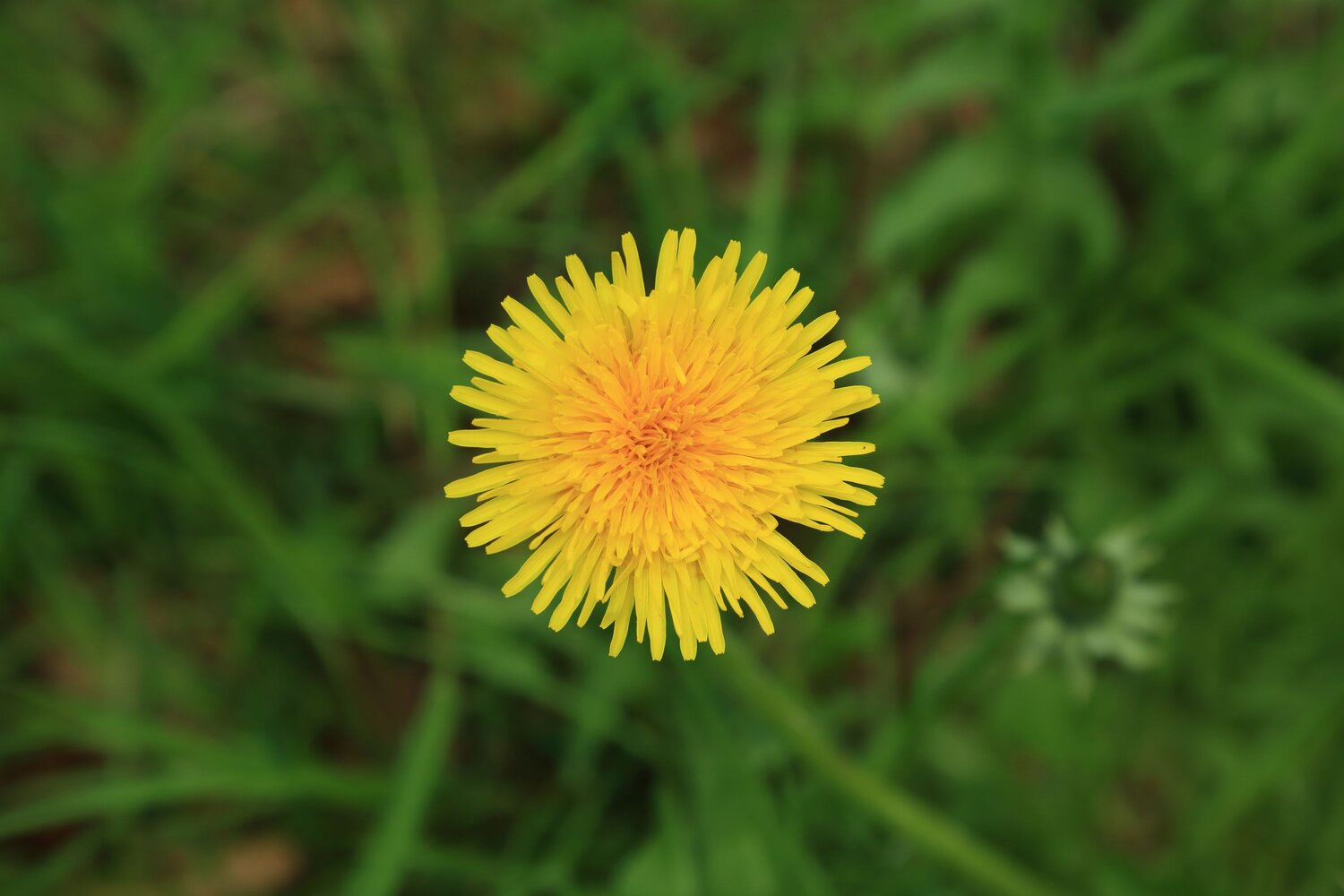 A beautiful detailed close up flat lay photograph showing a bright yellow dandelion taraxacum flower blooming inside a fresh green grass meadow during a sunny spring day
