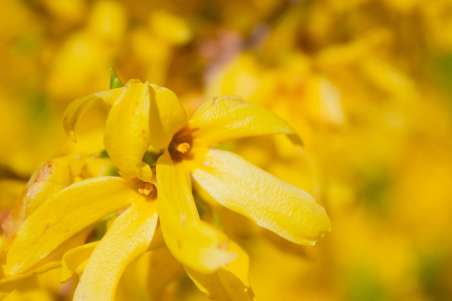 A beautiful detailed close up macro photograph showing a bright yellow blooming forsythia flower shrub inside a sunny garden during a sunny spring day