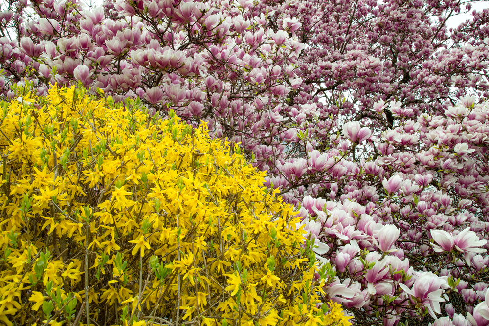 A beautiful detailed close up photograph showing a blooming yellow forsythia bush next to a pink magnolia soulangeana tree during a sunny spring day
