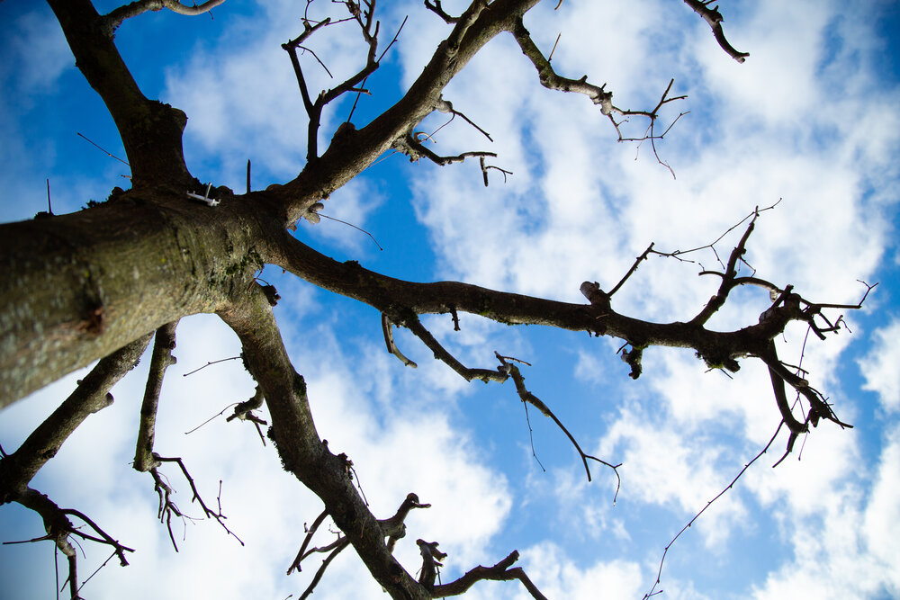 A beautiful detailed low angle view photograph showing a bare walnut juglans regia tree trunk and twisted branches reaching towards a blue sky with fluffy white clouds
