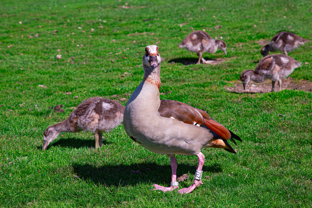 A beautiful detailed close up portrait photograph showing an adult egyptian goose alopochen aegyptiaca with several small goslings eating grass on a sunny field