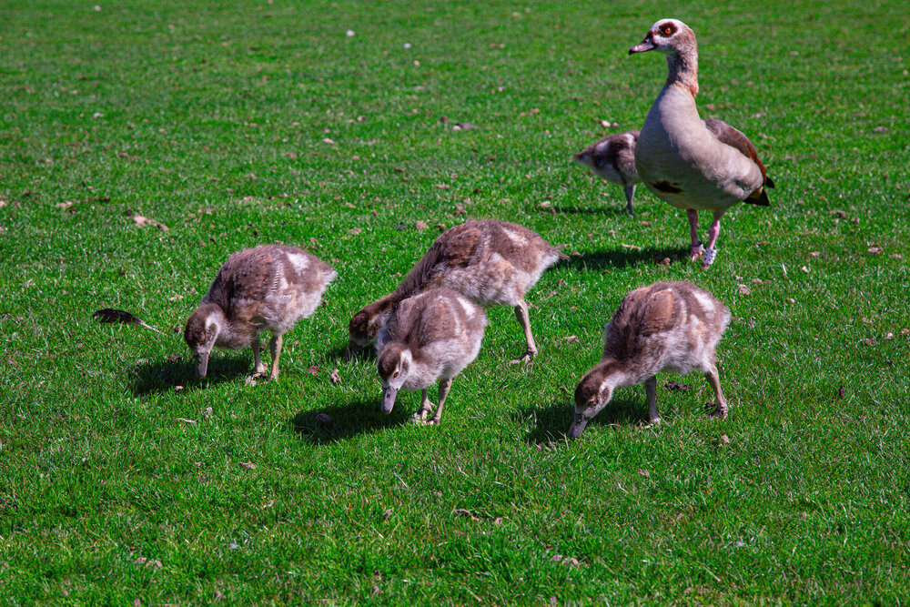 A beautiful detailed wide angle wildlife photograph showing an adult egyptian goose alopochen aegyptiaca looking around while several small goslings eat green grass on a sunny field