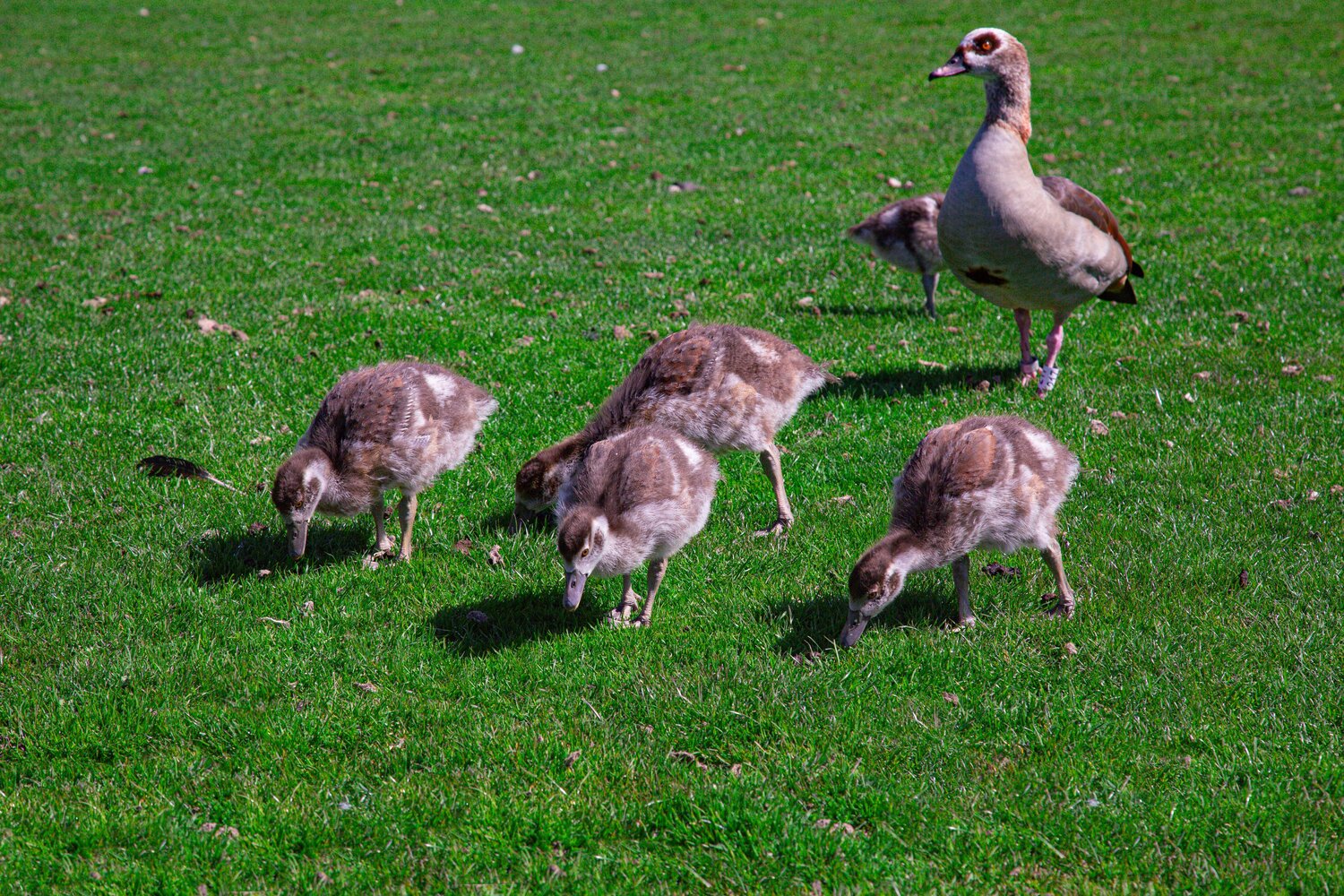 A beautiful detailed wide angle wildlife photograph showing an adult egyptian goose alopochen aegyptiaca looking around while several small goslings eat green grass on a sunny field
