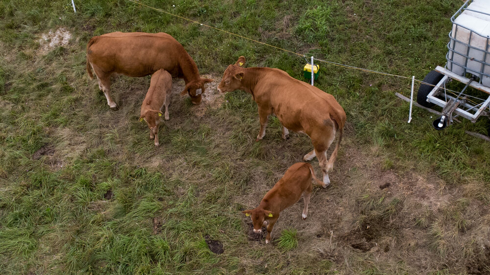 A beautiful detailed high angle aerial drone photograph showing brown limousine cows bos taurus cattle with young calves eating grass upon a sunny summer field pasture