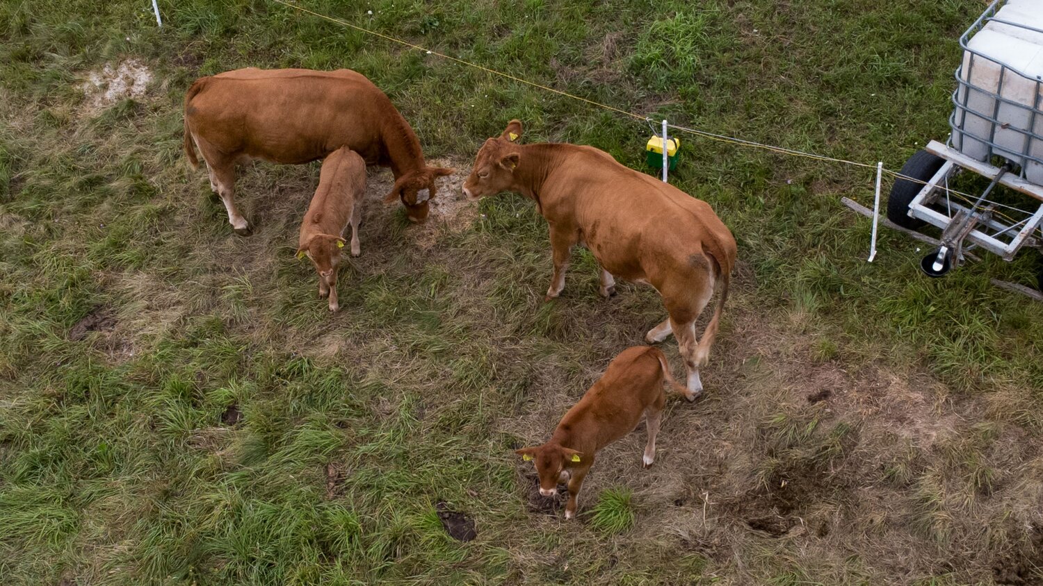 A beautiful detailed high angle aerial drone photograph showing brown limousine cows bos taurus cattle with young calves eating grass upon a sunny summer field pasture
