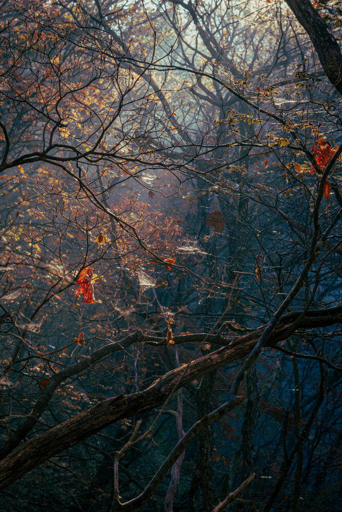 Photograph by Gunma No UMA