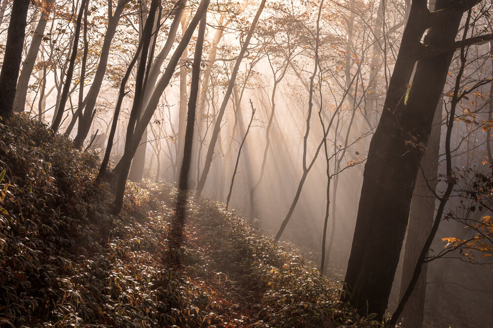 Photograph by Gunma No UMA