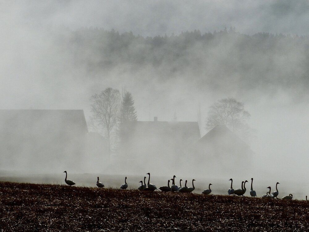 The swans have arrived