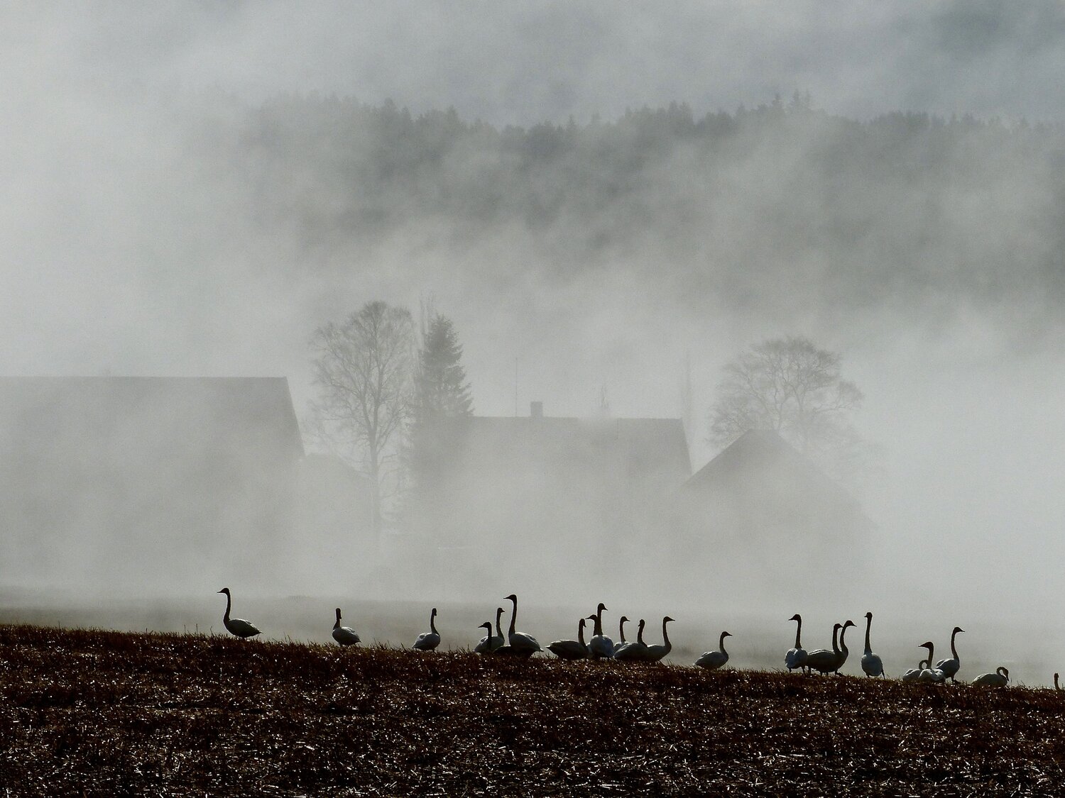 The swans have arrived