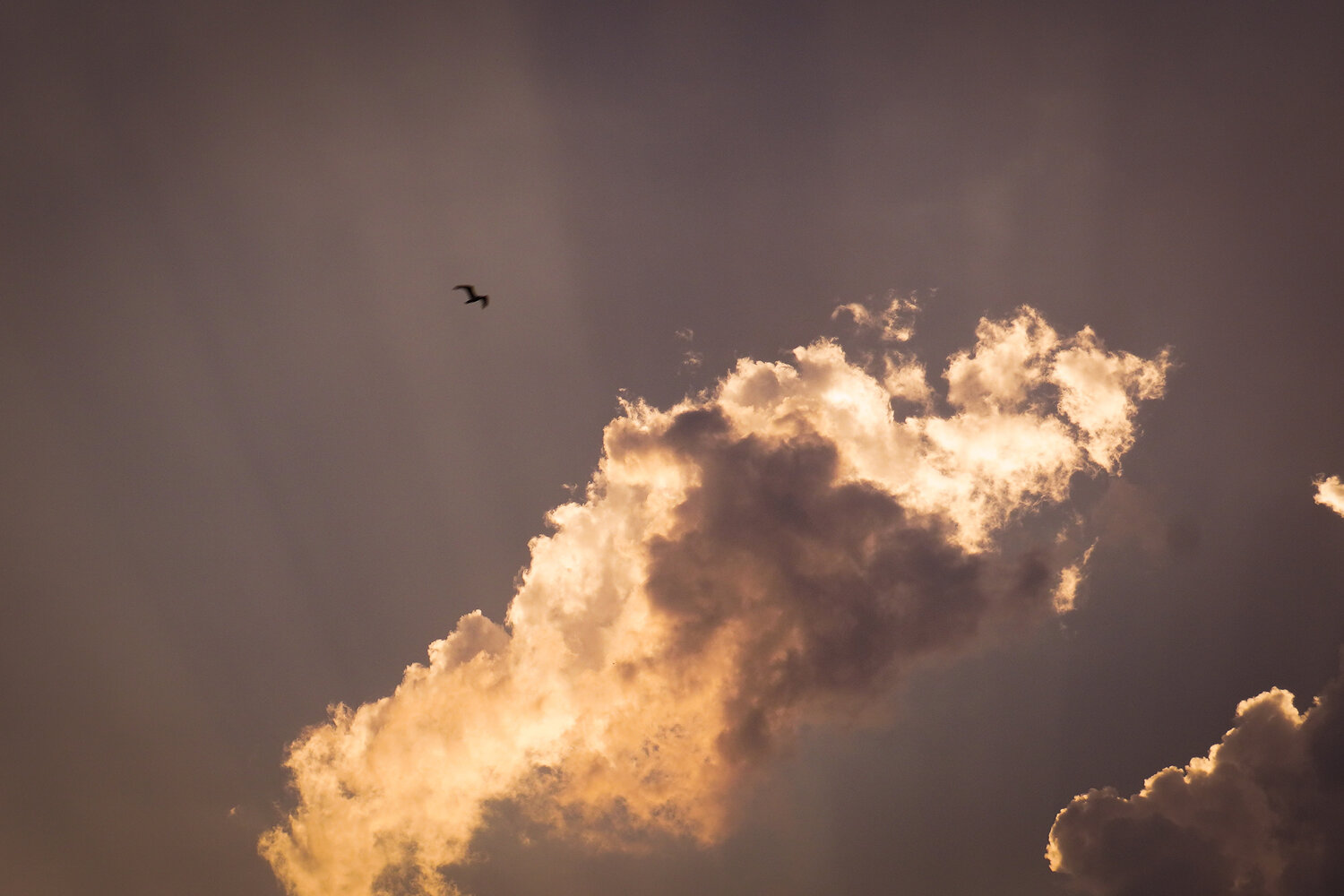 Photo #13787243