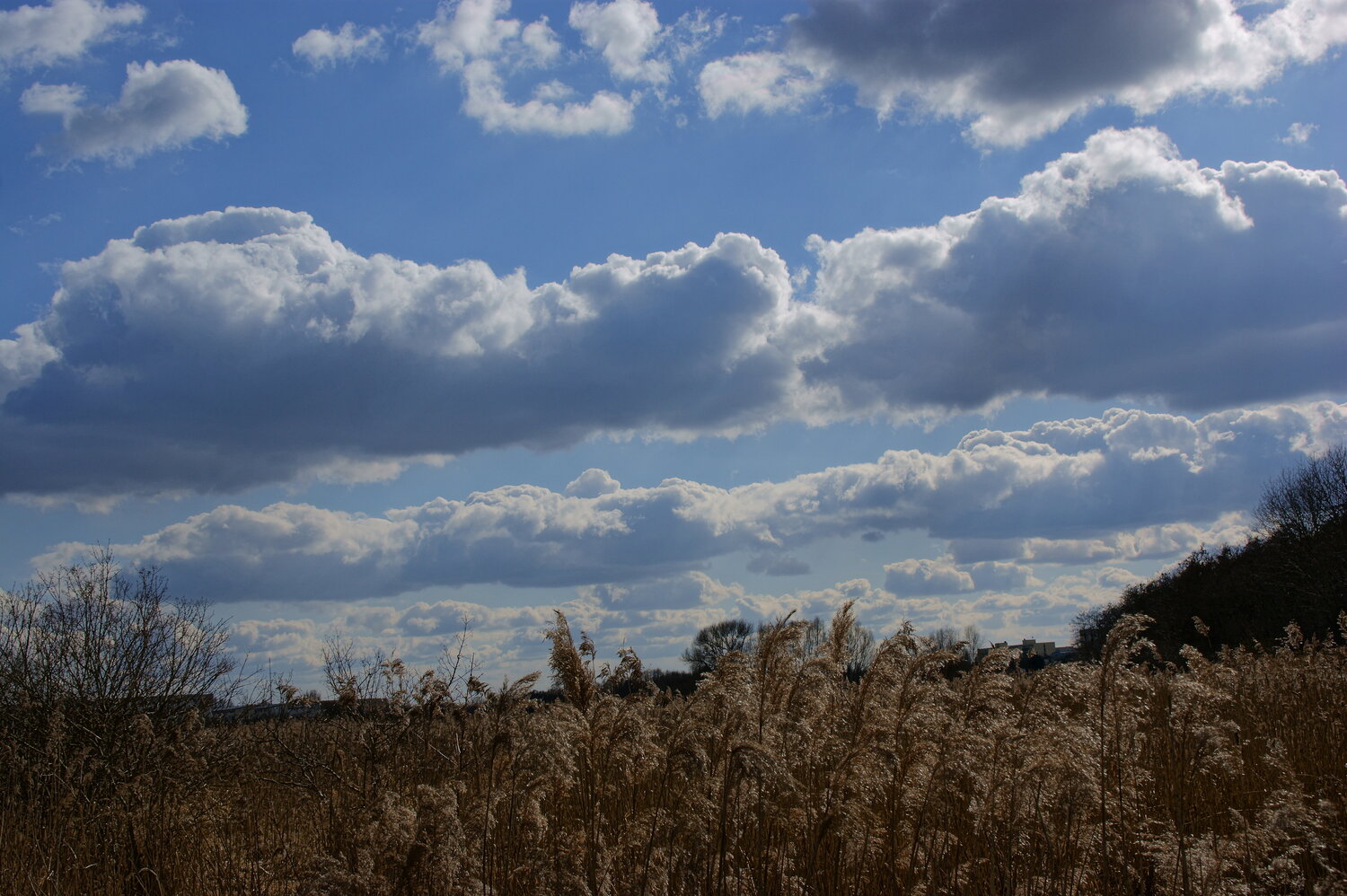 Photo #13787252