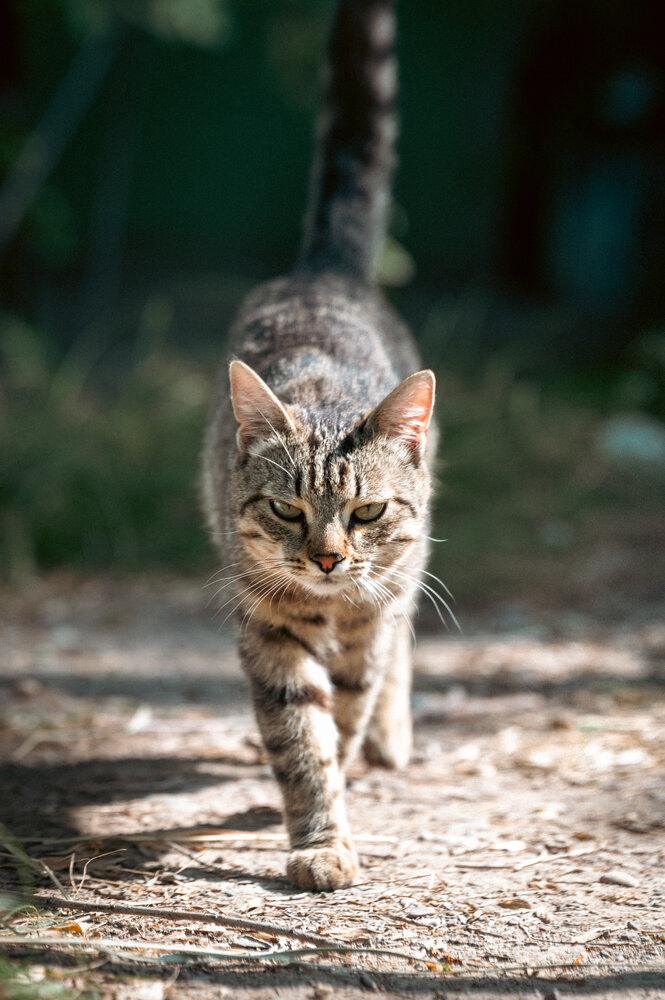 Photo #13787787