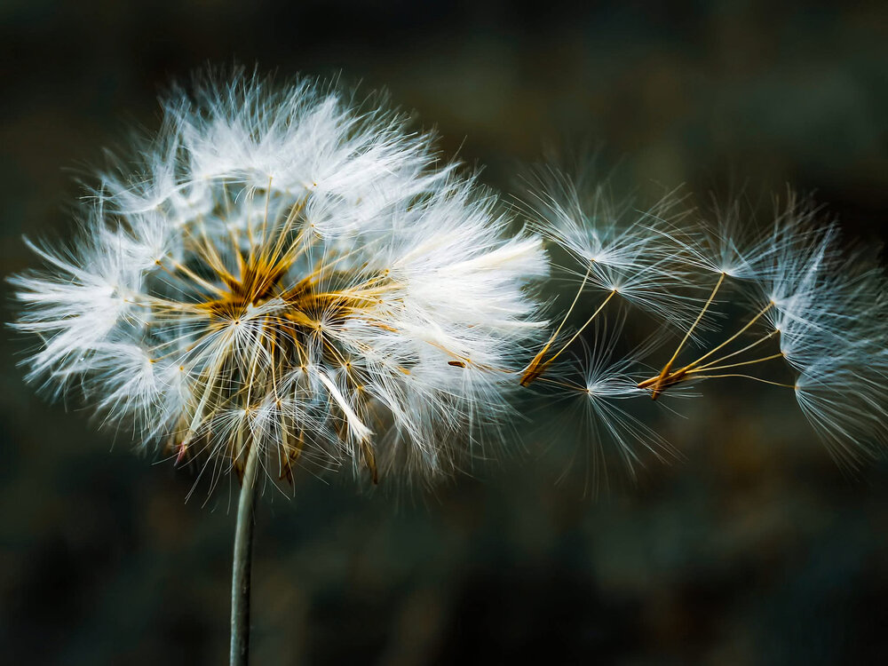 Breath of hope
