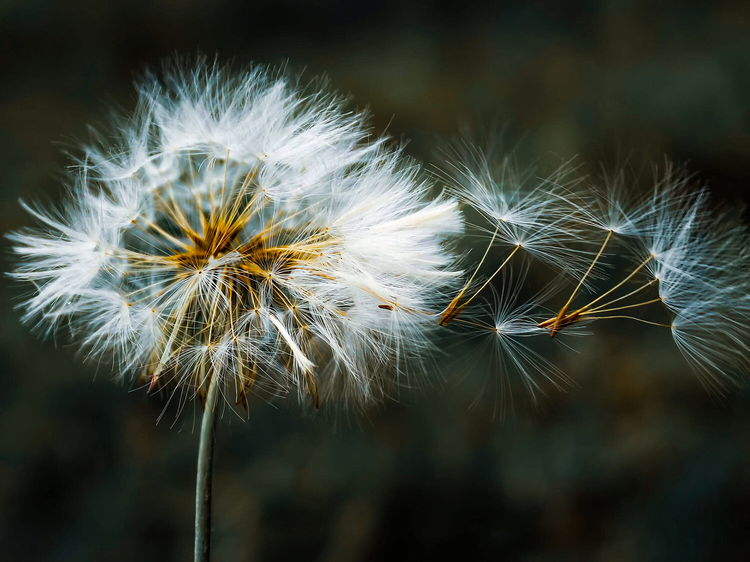 Breath of hope