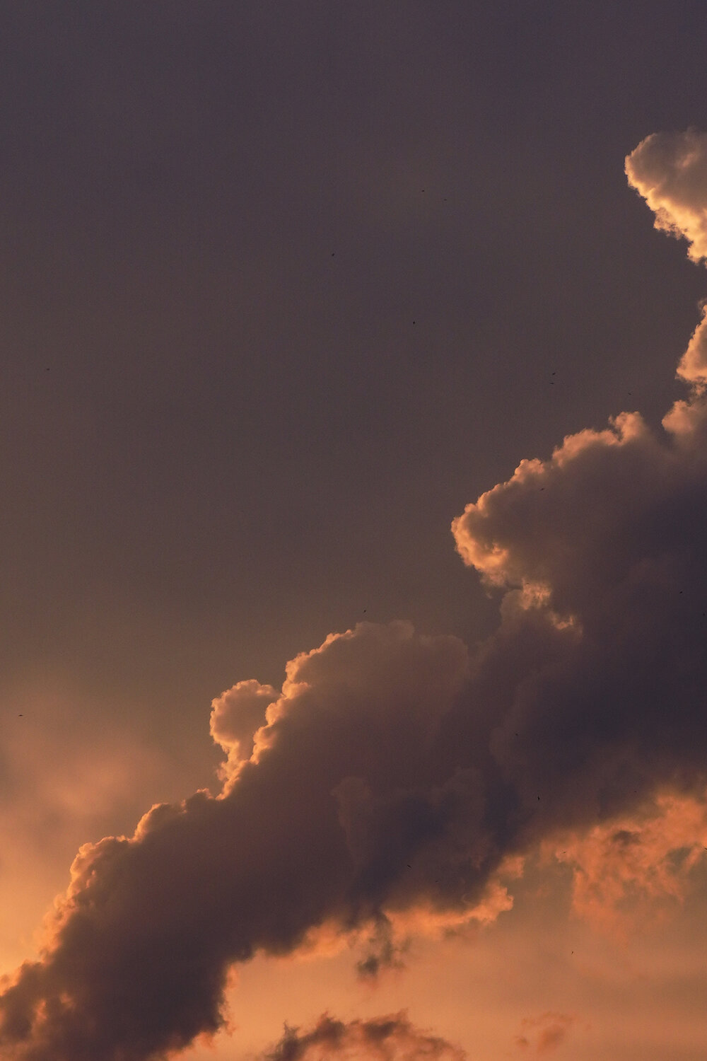 Photo #13788502