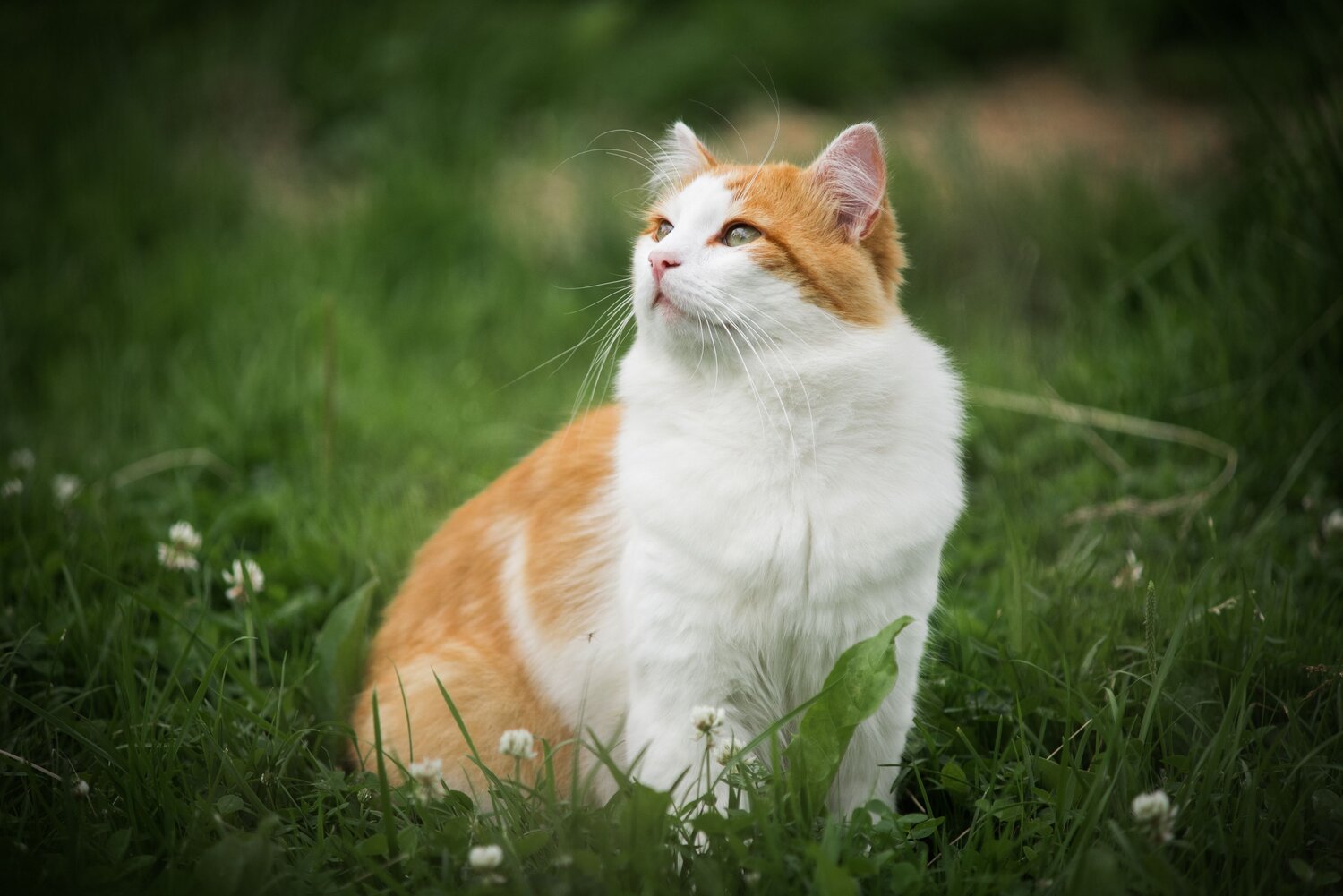 Photo #13788510