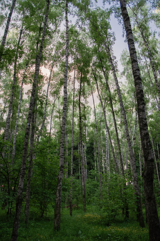 Photo #13788525