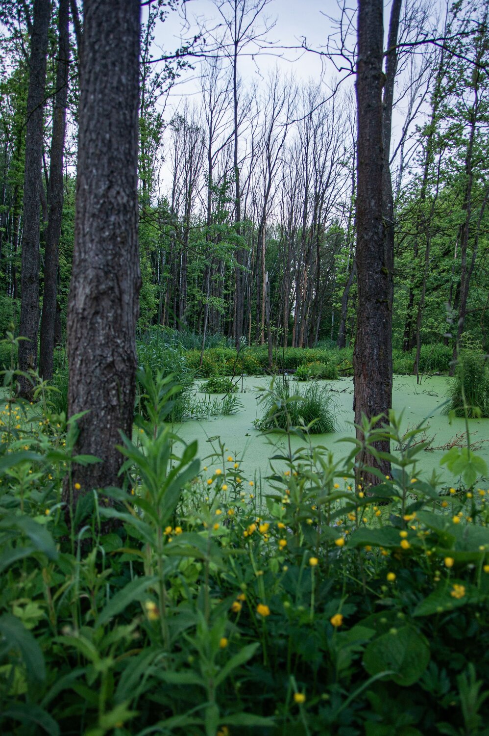 Photo #13788526